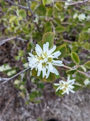 Erlenblättrige Felsenbirne (Amelanchier alnifolia): Herkunft und Verwendung — Foto 3
