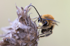 Eucera