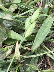 Bromus hordeaceus