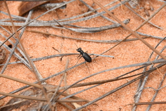 Cicindela abdominalis