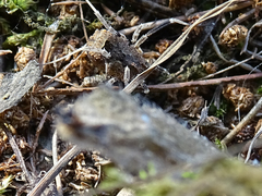 Lacinius