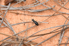Cicindela abdominalis