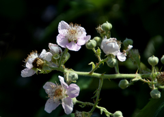 Rubus