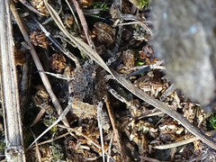 Lacinius