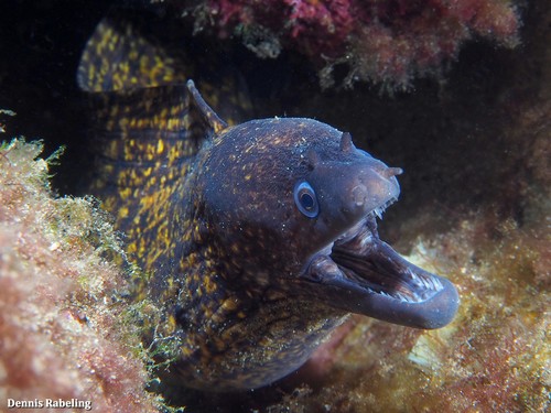 Mediterranean moray
