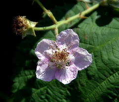 Rubus