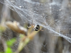 Frontinellina frutetorum