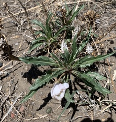 Oenothera harringtonii