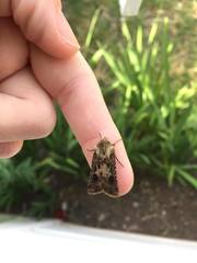 Agrotis clavis