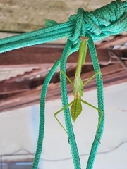 Stagmatoptera binotata