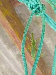 Stagmatoptera binotata