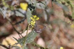 Leptotes callanga