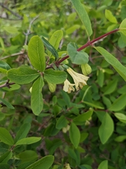 Lonicera