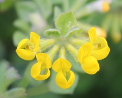 Lotus ornithopodioides