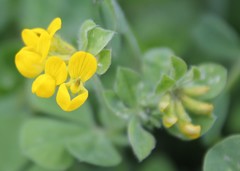 Lotus ornithopodioides