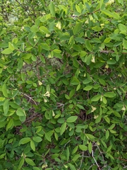 Lonicera
