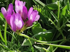 Astragalus danicus