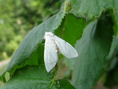 Calliteara pudibunda