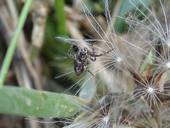 Oxyopes ramosus