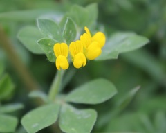 Lotus ornithopodioides
