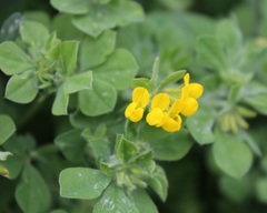 Lotus ornithopodioides