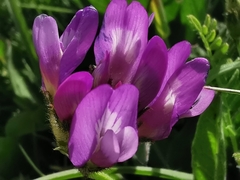 Astragalus danicus