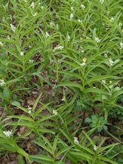 Maianthemum stellatum