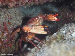 Cronius ruber