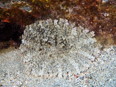 Actinostella flosculifera