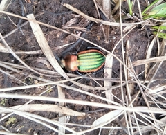 Carabus nitens