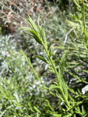 Baccharis plummerae