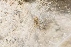 Tegenaria ferruginea
