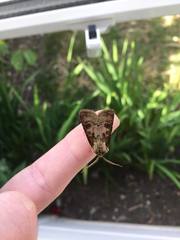 Agrotis clavis