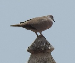 Streptopelia decaocto
