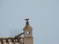 Streptopelia decaocto