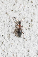 Anthelephila pedestris