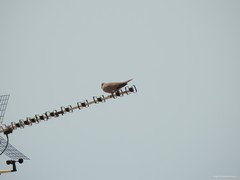 Streptopelia decaocto