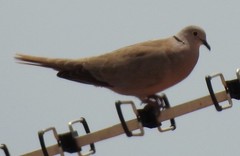 Streptopelia decaocto