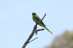 Neophema chrysogaster