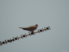 Streptopelia decaocto