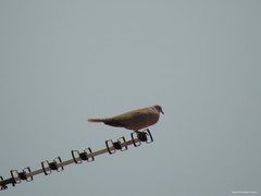 Streptopelia decaocto