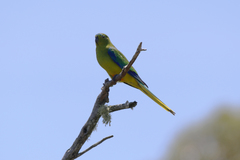 Neophema chrysogaster