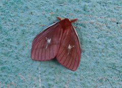 Cerodirphia roseamazonica