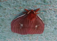 Cerodirphia roseamazonica