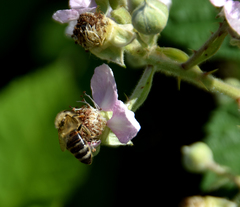 Apis mellifera