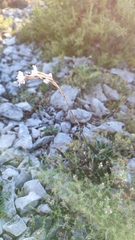 Silene longicilia