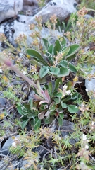 Silene longicilia