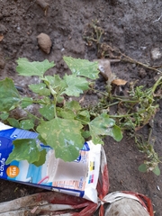 Chenopodium