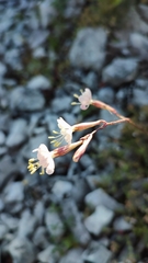 Silene longicilia