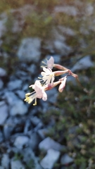 Silene longicilia